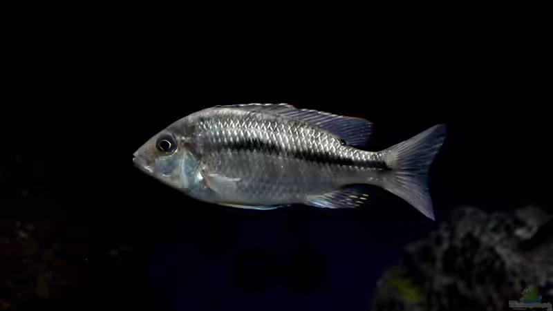 Besatz im Aquarium MYlawi von Stefan Schmitt (16)