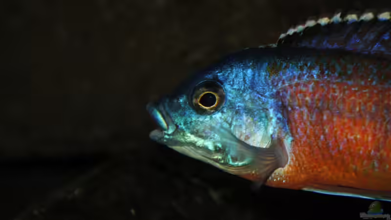 Besatz im Aquarium MYlawi von Stefan Schmitt (17)