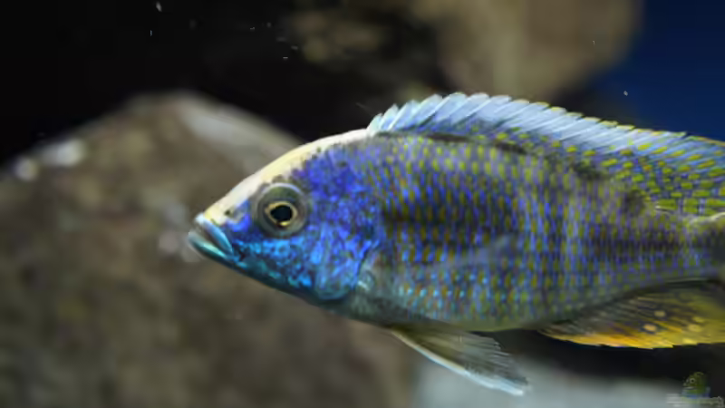 Besatz im Aquarium MYlawi von Stefan Schmitt (19)