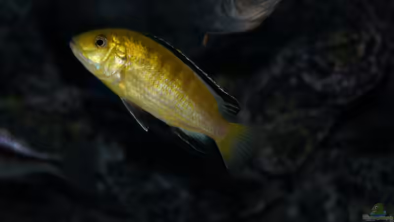 Besatz im Aquarium MYlawi von Stefan Schmitt (20)