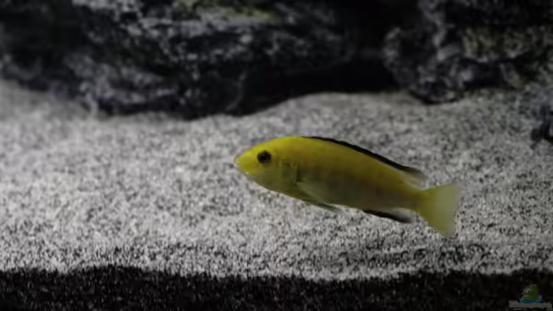 Besatz im Aquarium MYlawi von Stefan Schmitt (21)