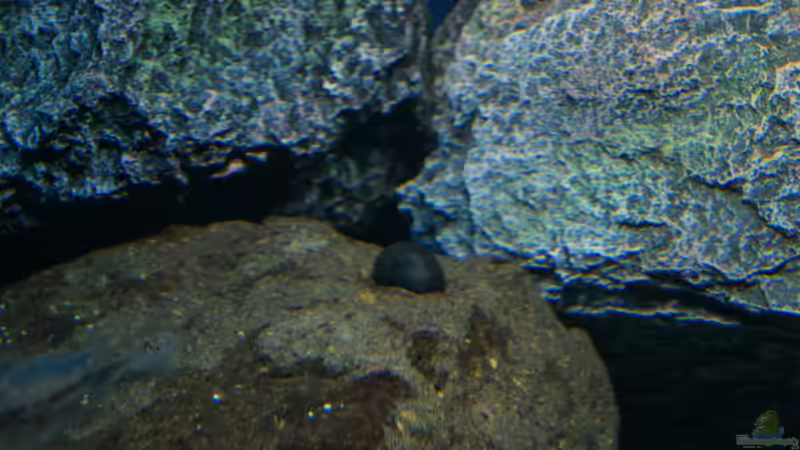 Besatz im Aquarium MYlawi von Stefan Schmitt (22)