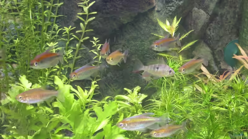 Besatz im Aquarium mysteryland von furt (23)