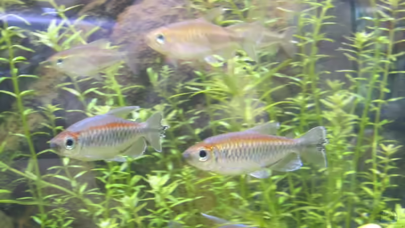 Besatz im Aquarium mysteryland von furt (24)