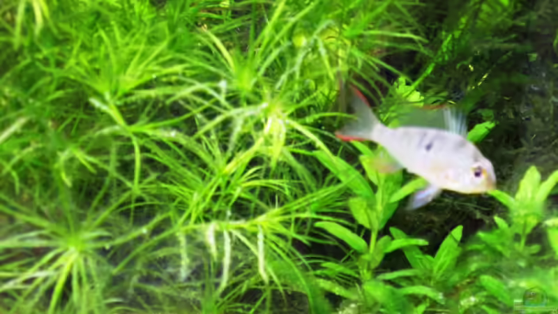 Besatz im Aquarium mysteryland von furt (26)