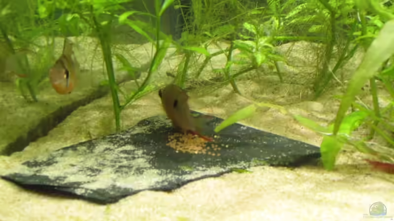 Besatz im Aquarium mysteryland von furt (31)