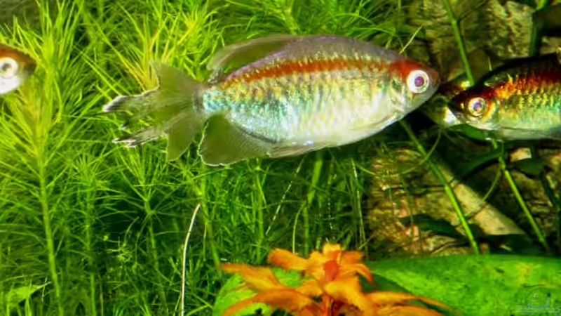 Besatz im Aquarium mysteryland von furt (32)