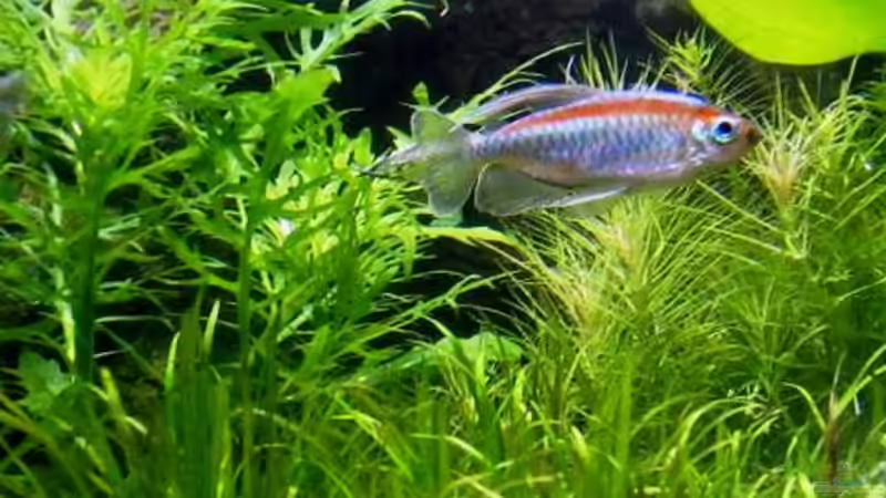 Besatz im Aquarium mysteryland von furt (33)