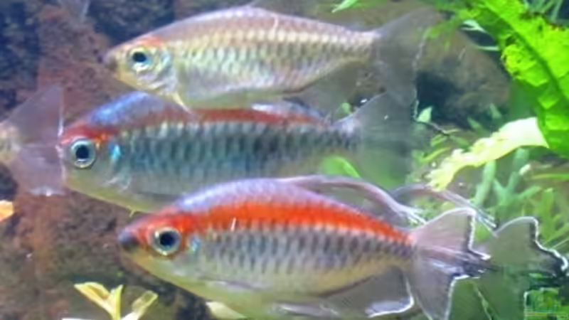 Besatz im Aquarium mysteryland von furt (34)