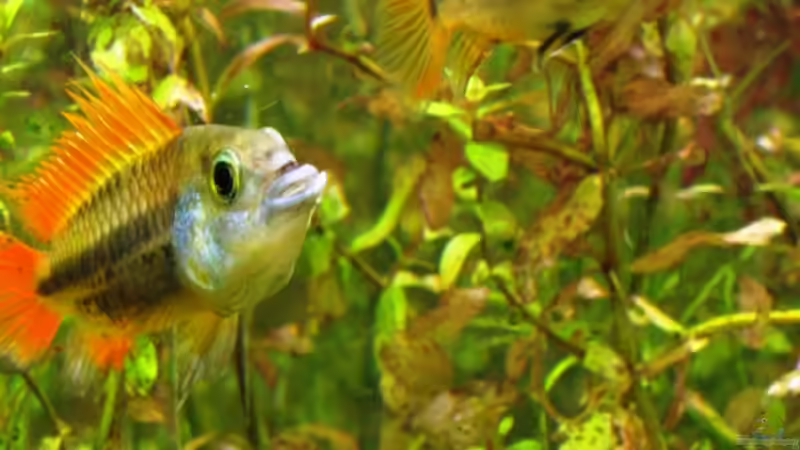 Besatz im Aquarium mysteryland von furt (36)