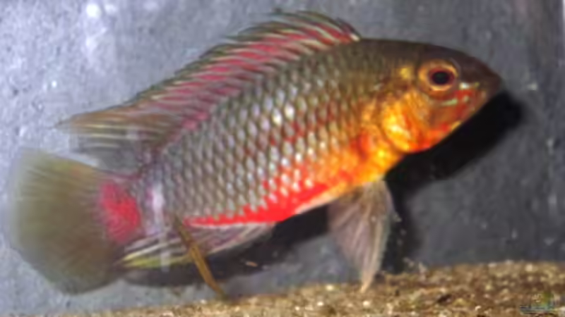 Besatz im Aquarium mysteryland von furt (37)