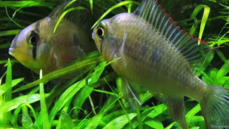 Besatz im Aquarium mysteryland von furt (38)