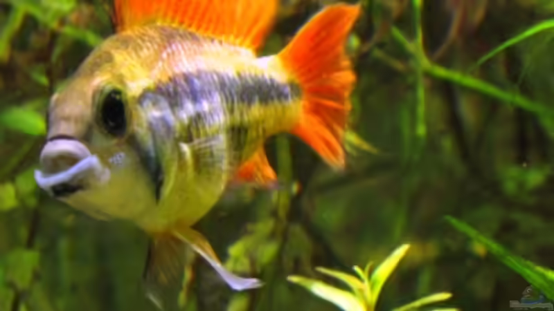 Besatz im Aquarium mysteryland von furt (39)