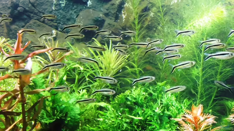 Besatz im Aquarium mysteryland von furt (43)