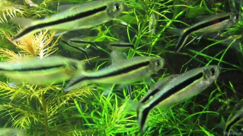 Besatz im Aquarium mysteryland von furt (45)