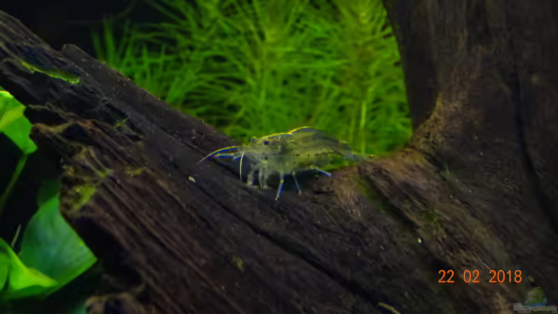 Besatz im Aquarium Mystic River von Aqua-Josh (33)