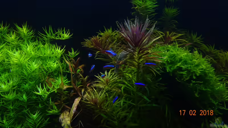 Besatz im Aquarium Mystic River von Aqua-Josh (34)