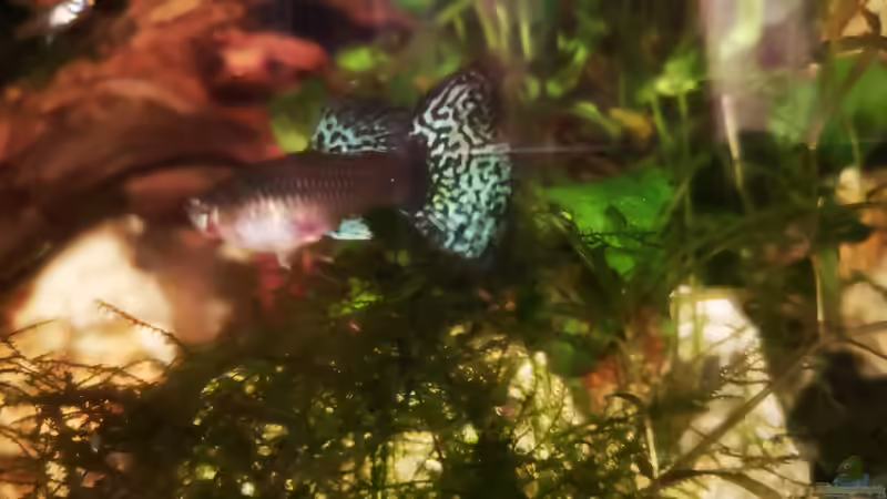 Besatz im Aquarium Mystische  Waldquelle von Alexander Deepocean (33)