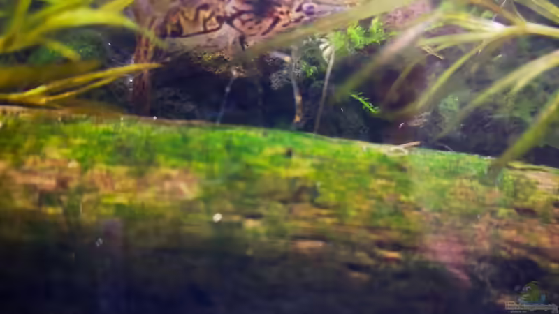 Besatz im Aquarium Mystische  Waldquelle von Alexander Deepocean (34)