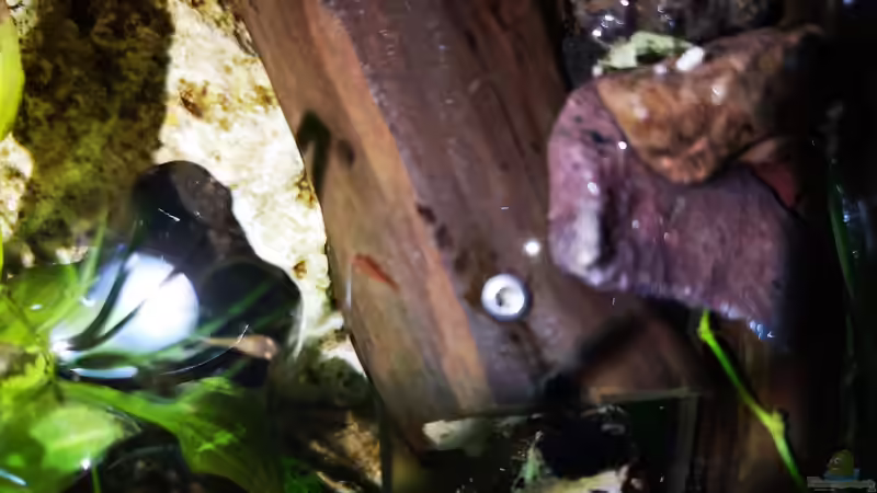 Besatz im Aquarium Mystische  Waldquelle von Alexander Deepocean (36)