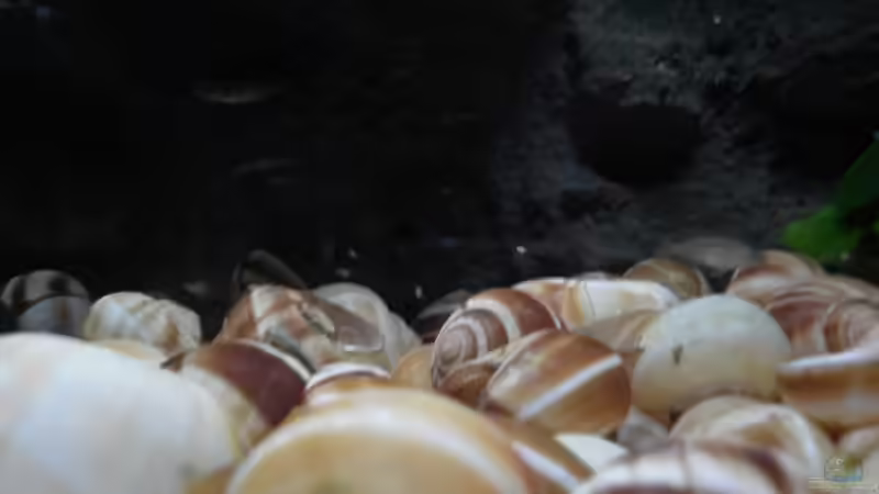 Besatz im Aquarium N. multifasciatus Artbecken- Nur noch als Beispiel von Julien Preuß (11)