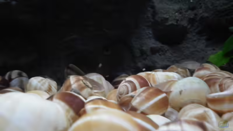 Besatz im Aquarium N. multifasciatus Artbecken- Nur noch als Beispiel von Julien Preuß (12)