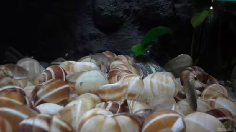 Besatz im Aquarium N. multifasciatus Artbecken- Nur noch als Beispiel von Julien Preuß (13)