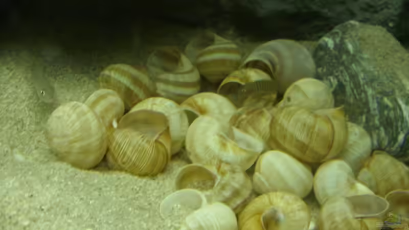 Besatz im Aquarium N. multifasciatus Artbecken- Nur noch als Beispiel von Julien Preuß (4)