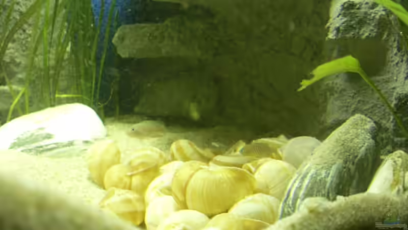 Besatz im Aquarium N. multifasciatus Artbecken- Nur noch als Beispiel von Julien Preuß (5)