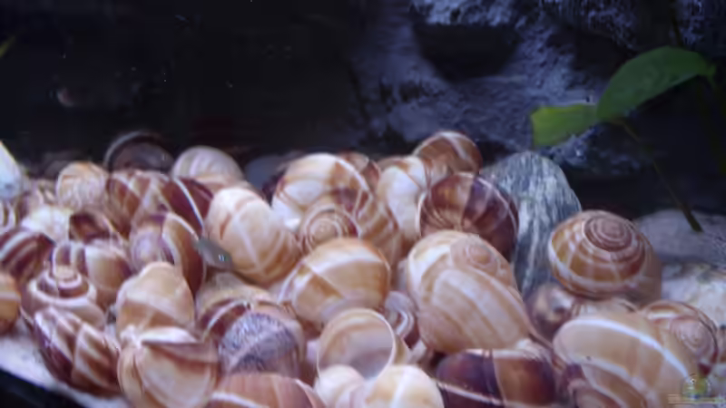 Besatz im Aquarium N. multifasciatus Artbecken- Nur noch als Beispiel von Julien Preuß (6)