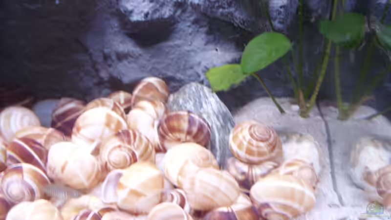 Besatz im Aquarium N. multifasciatus Artbecken- Nur noch als Beispiel von Julien Preuß (7)