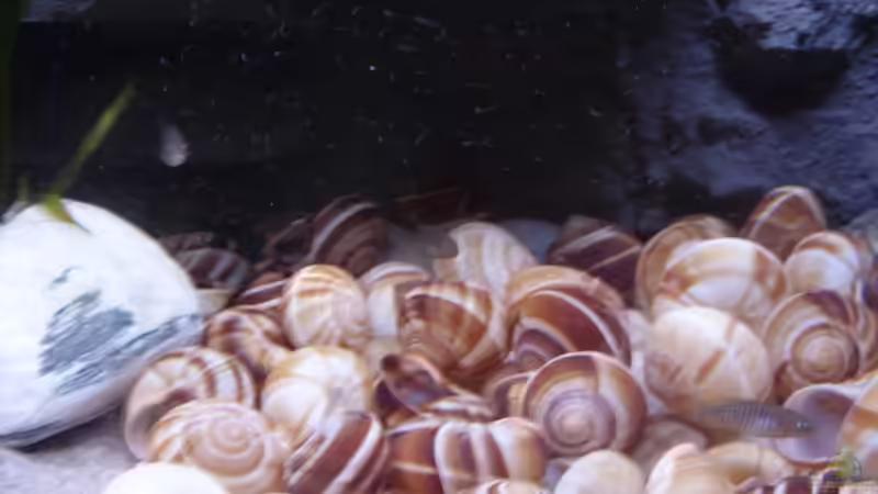 Besatz im Aquarium N. multifasciatus Artbecken- Nur noch als Beispiel von Julien Preuß (8)