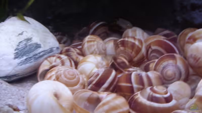 Besatz im Aquarium N. multifasciatus Artbecken- Nur noch als Beispiel von Julien Preuß (9)