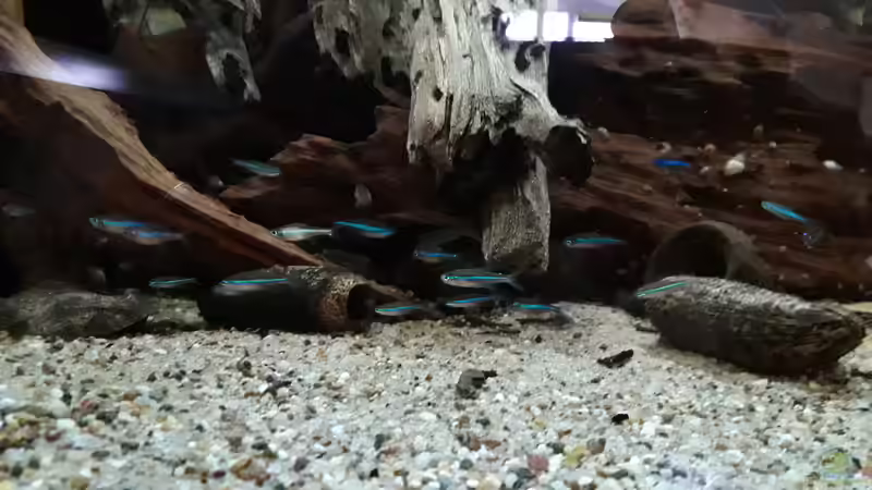 Besatz im Aquarium Namenlos II von Fichte (36)