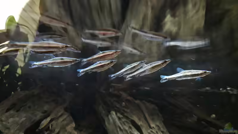 Besatz im Aquarium Namenlos II von Fichte (37)