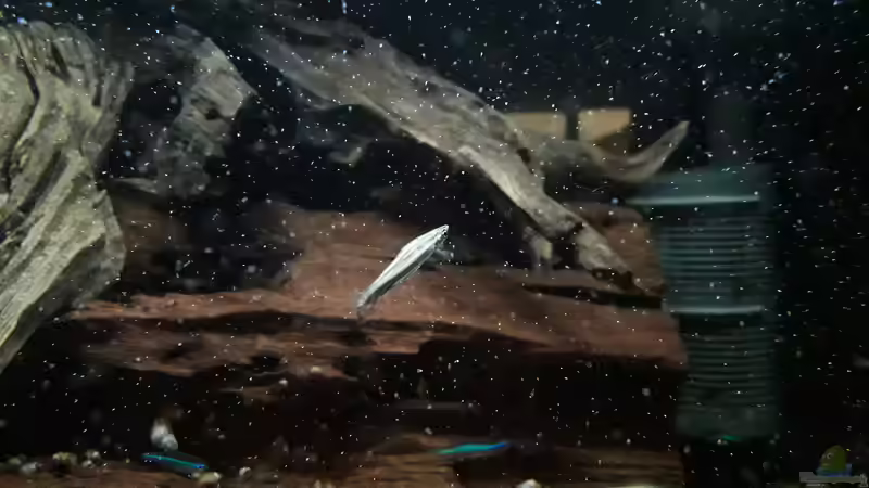 Besatz im Aquarium Namenlos II von Fichte (38)