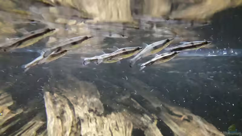 Besatz im Aquarium Namenlos II von Fichte (39)