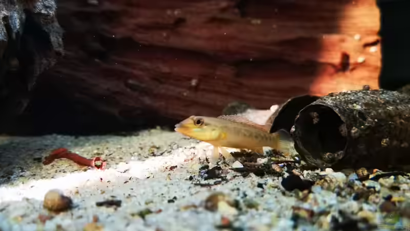 Besatz im Aquarium Namenlos II von Fichte (45)