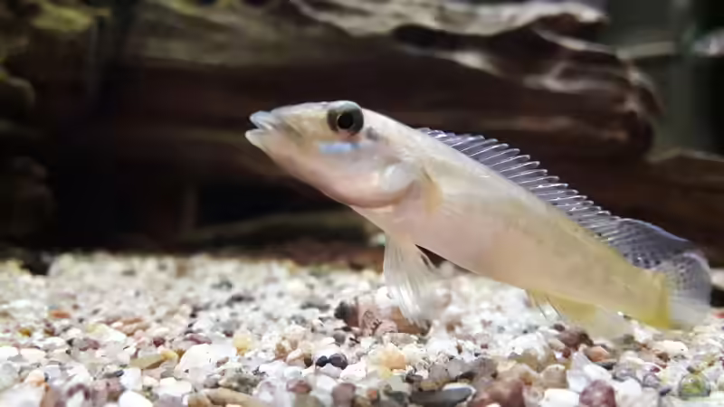 Besatz im Aquarium Namenlos II von Fichte (46)