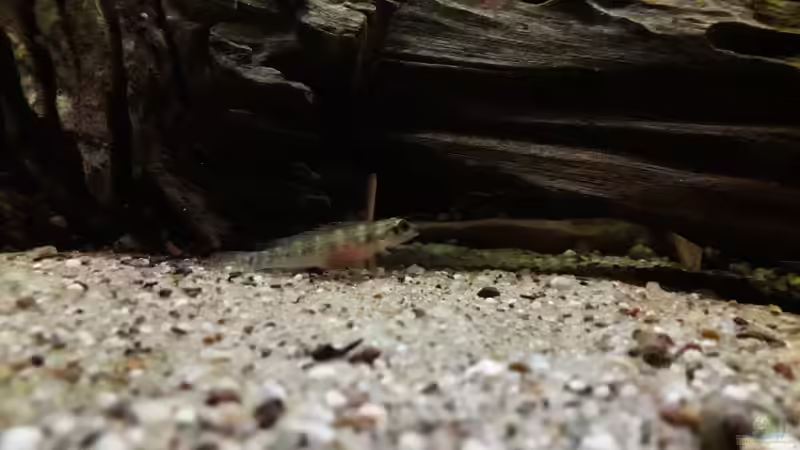 Besatz im Aquarium Namenlos II von Fichte (47)