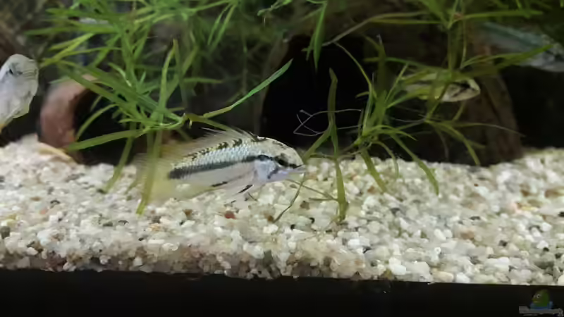 Besatz im Aquarium Namenlos II von Fichte (51)