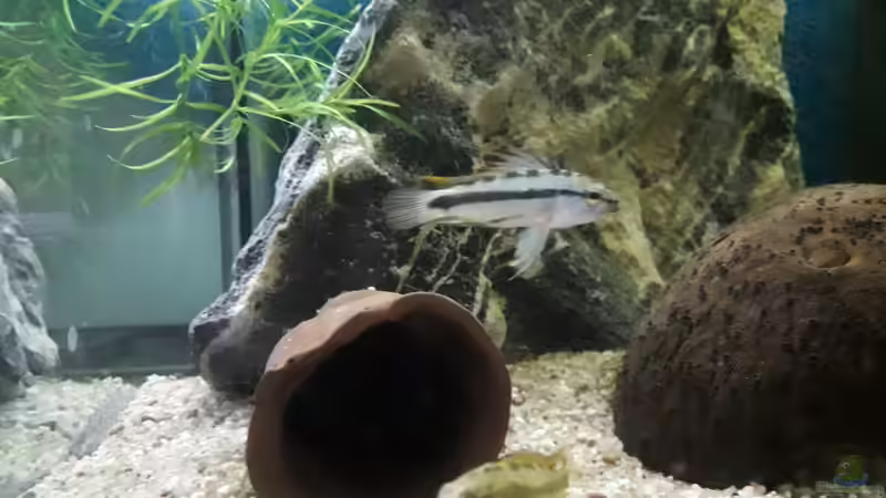 Besatz im Aquarium Namenlos II von Fichte (52)