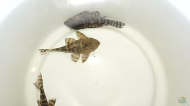 Besatz im Aquarium Namenlos II von Fichte (54)