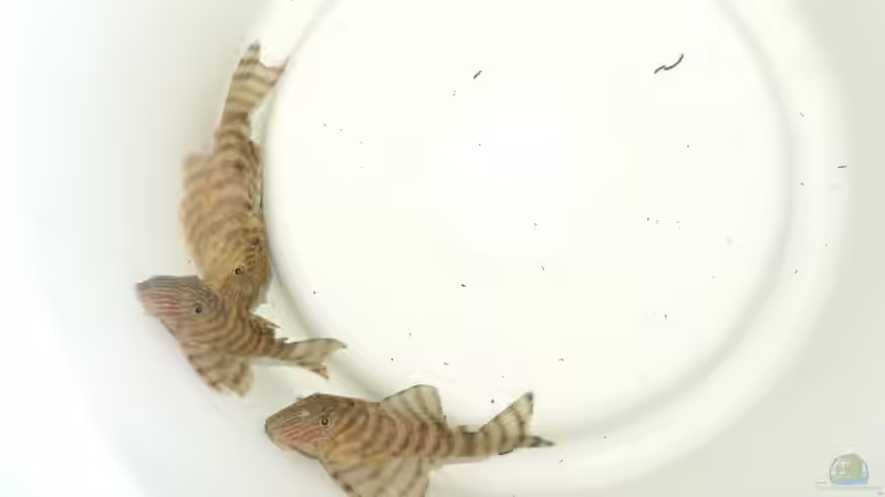 Besatz im Aquarium Namenlos II von Fichte (55)