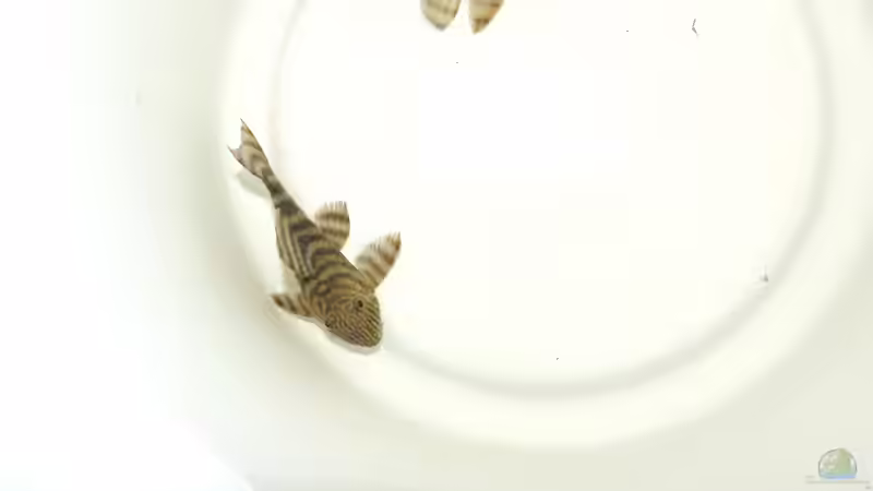 Besatz im Aquarium Namenlos II von Fichte (56)