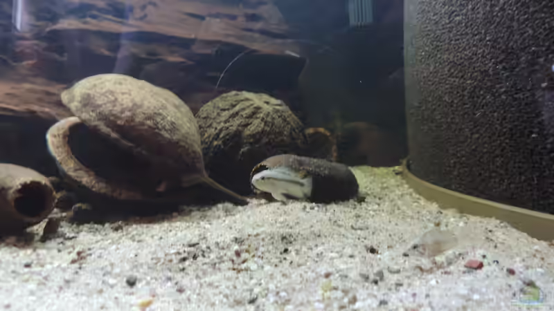 Besatz im Aquarium Namenlos II von Fichte (59)