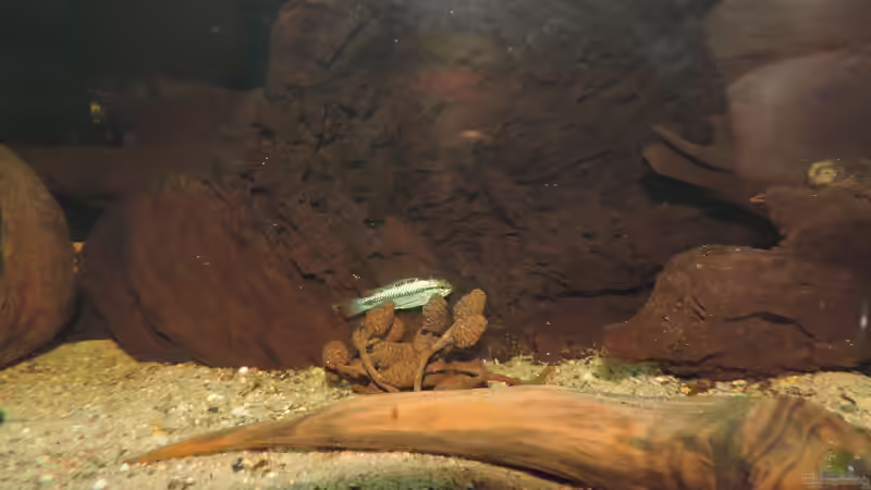 Besatz im Aquarium Namenlos II von Fichte (60)