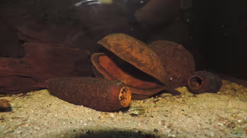 Besatz im Aquarium Namenlos II von Fichte (61)