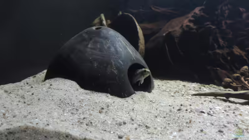 Besatz im Aquarium Namenlos II von Fichte (62)