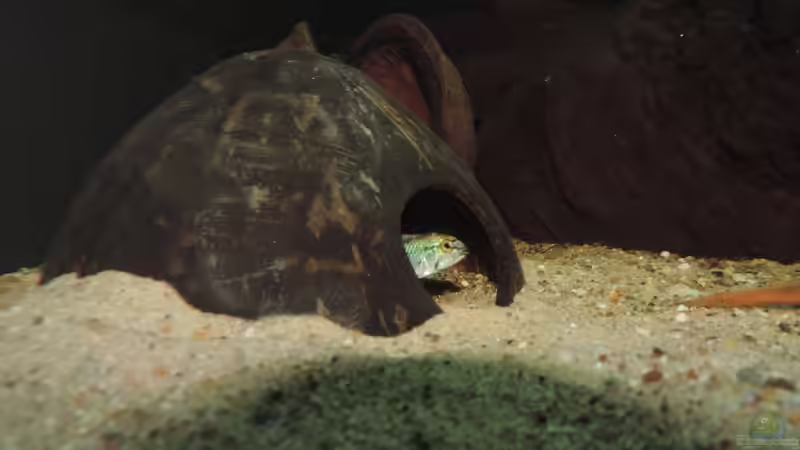 Besatz im Aquarium Namenlos II von Fichte (63)